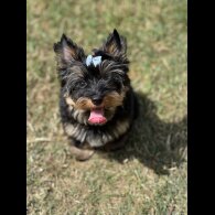 Yorkshire Terrier - Both