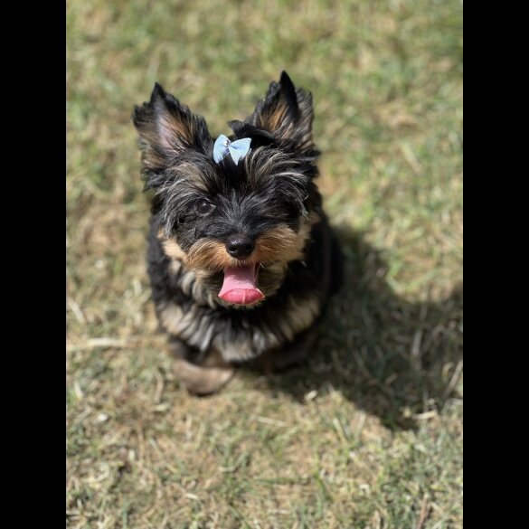 Yorkshire Terrier - Both