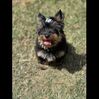 Yorkshire Terrier - Both