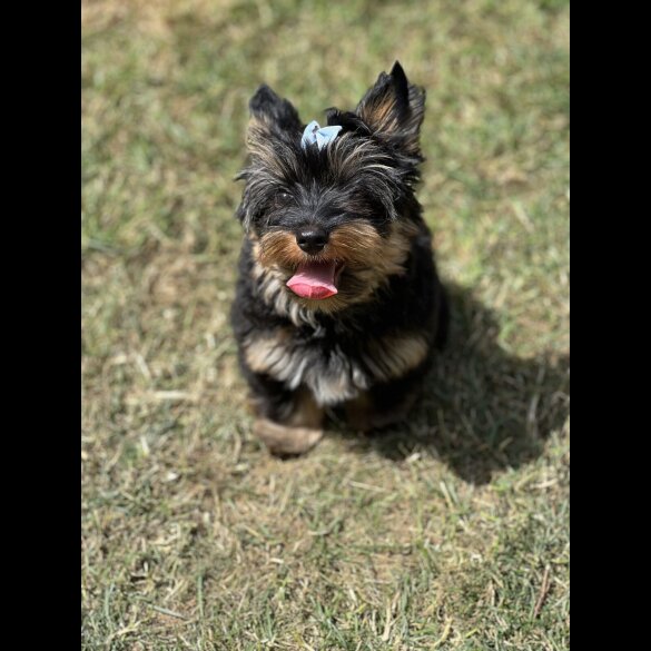 Yorkshire Terrier - Both