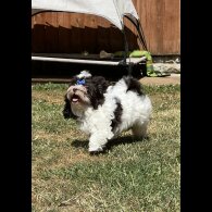 Yorkshire Terrier - Both