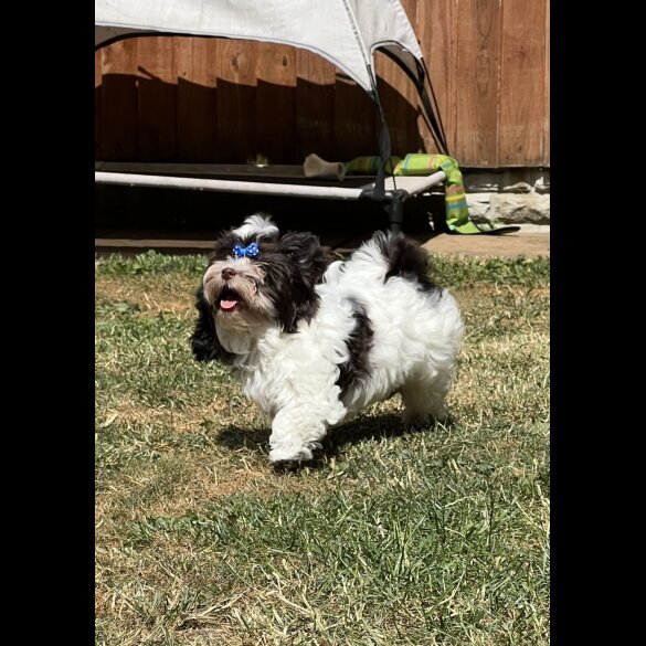 Yorkshire Terrier - Both