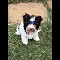 Yorkshire Terrier - Both