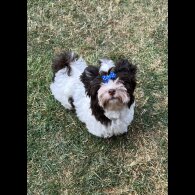 Yorkshire Terrier - Both