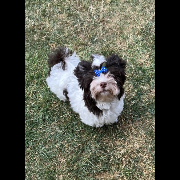 Yorkshire Terrier - Both