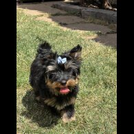 Yorkshire Terrier - Both
