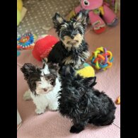 Yorkshire Terrier - Both