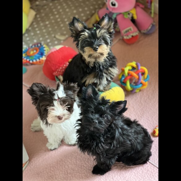 Yorkshire Terrier - Both