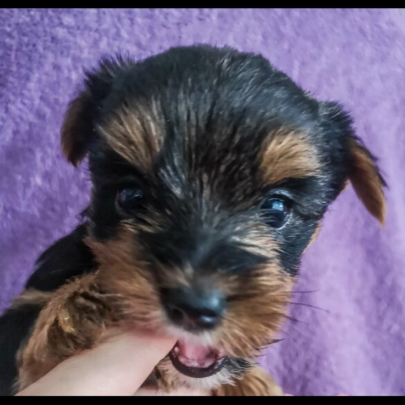 Yorkshire Terrier - Both