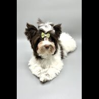 Yorkshire Terrier - Both