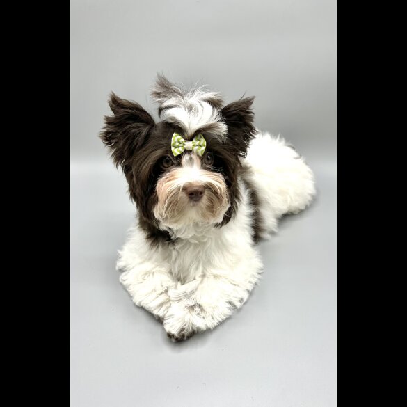 Yorkshire Terrier - Both