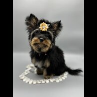 Yorkshire Terrier - Both