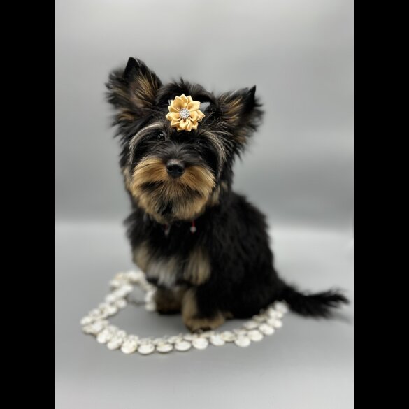 Yorkshire Terrier - Both