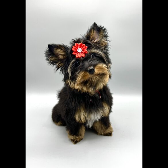 Yorkshire Terrier - Both