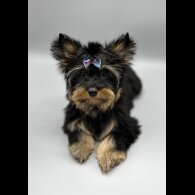 Yorkshire Terrier - Both
