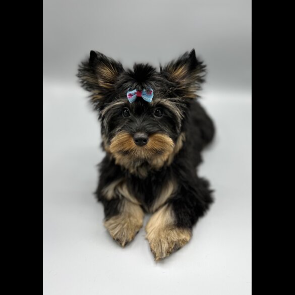 Yorkshire Terrier - Both