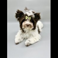 Yorkshire Terrier - Both