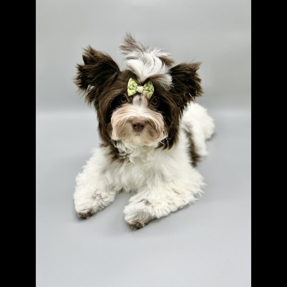 Yorkshire Terrier - Both