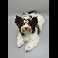 Yorkshire Terrier - Both