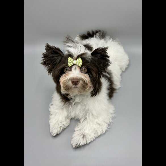 Yorkshire Terrier - Both