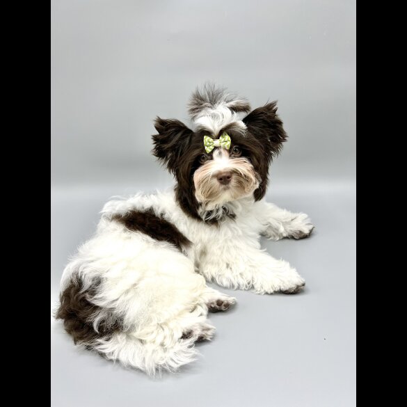 Yorkshire Terrier - Both