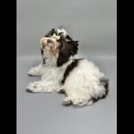 Yorkshire Terrier - Both