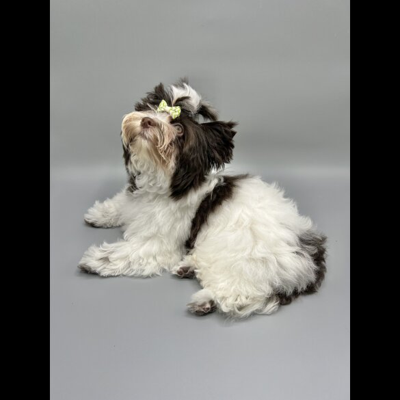 Yorkshire Terrier - Both