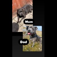 Staffordshire Bull Terrier - Dogs