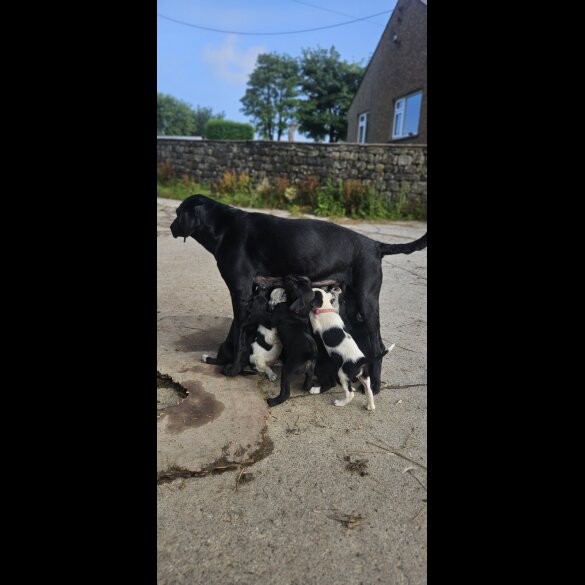 Mixed Breed - Both