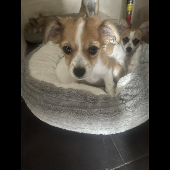 Chihuahua - Bitches