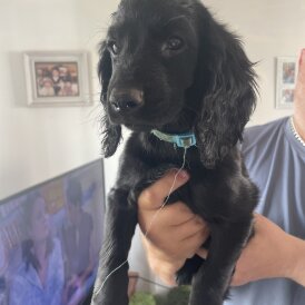 Cockapoo - Both