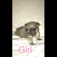 French Bulldog - Both