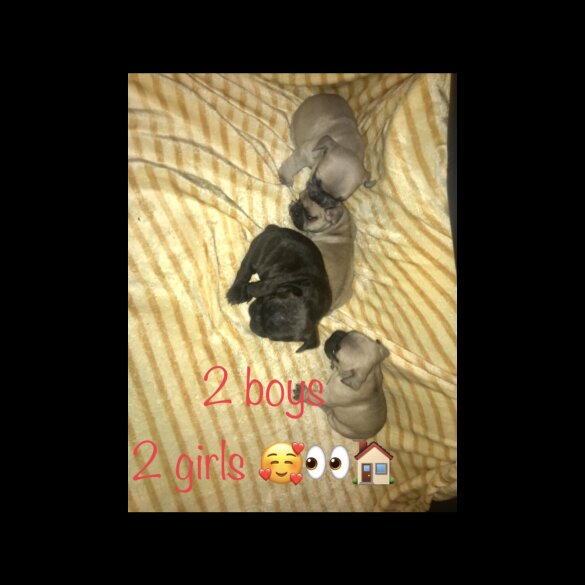 French Bulldog - Both