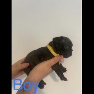 French Bulldog - Both