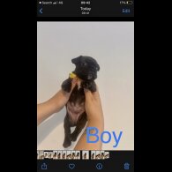 French Bulldog - Both