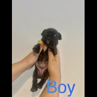 French Bulldog - Both