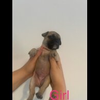 French Bulldog - Both