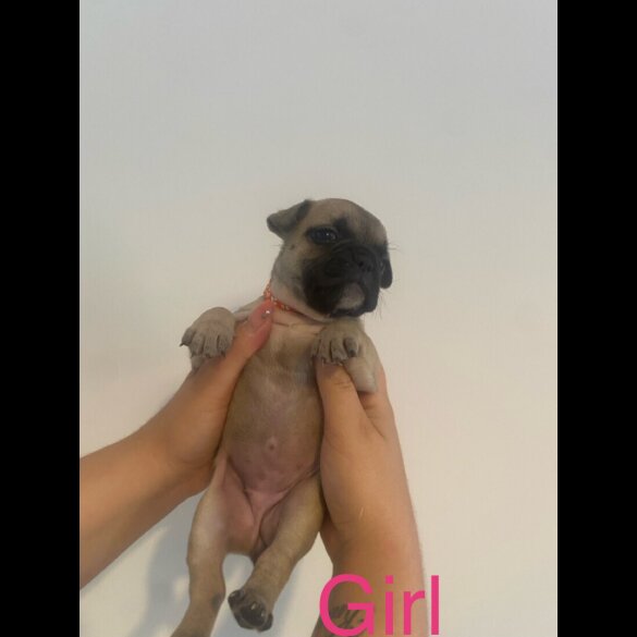 French Bulldog - Both