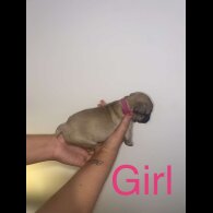 French Bulldog - Both