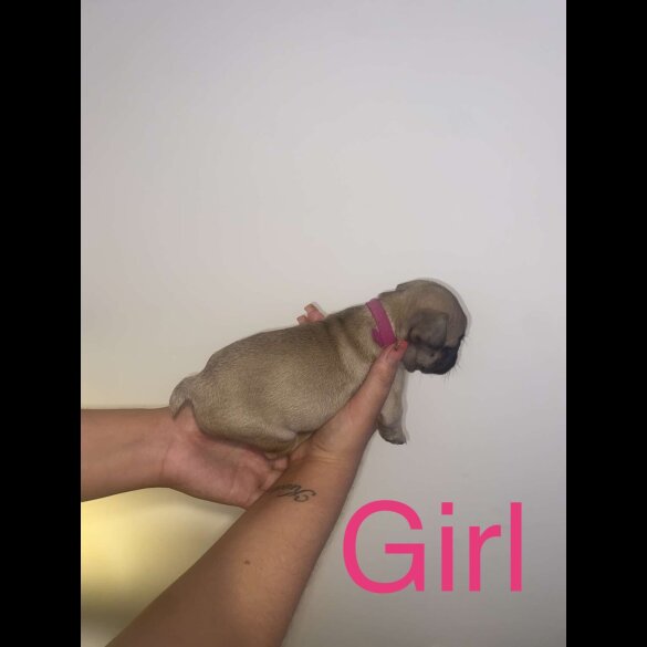 French Bulldog - Both