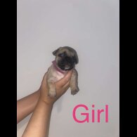 French Bulldog - Both