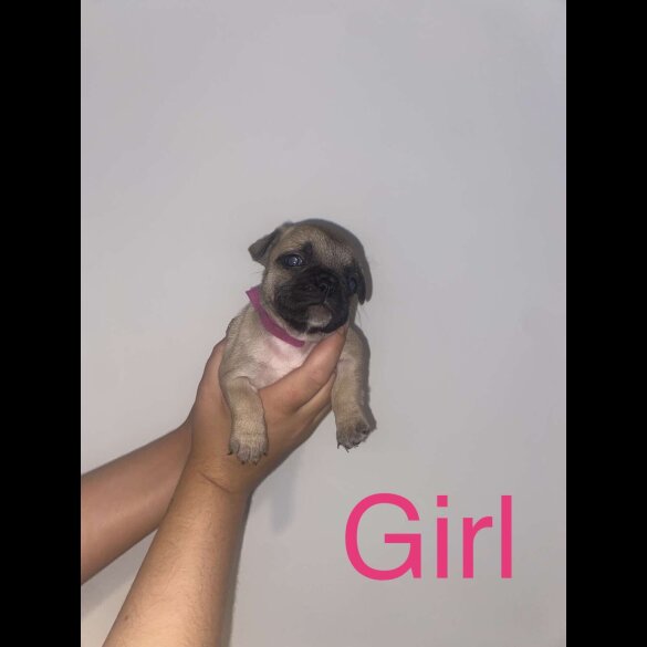 French Bulldog - Both