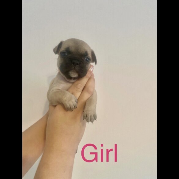 French Bulldog - Both