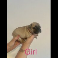 French Bulldog - Both