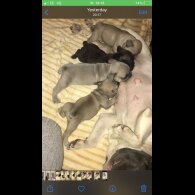 French Bulldog - Both