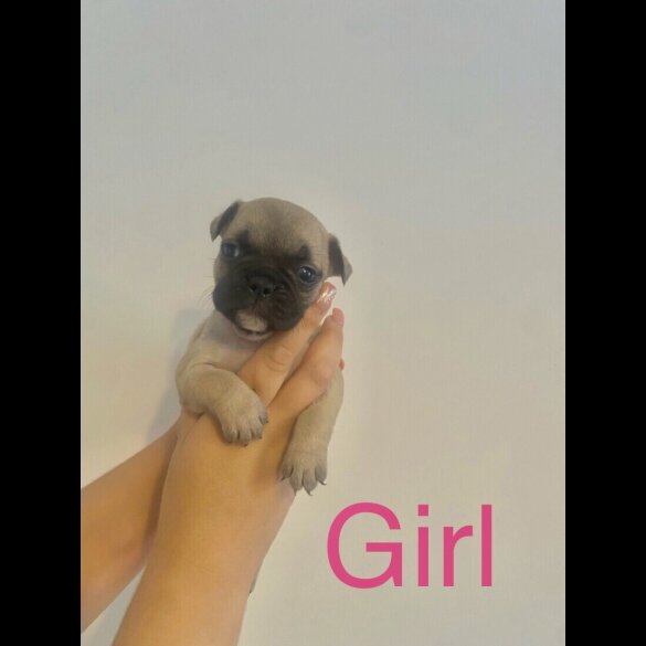 French Bulldog - Both