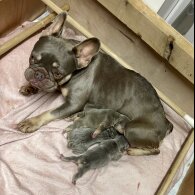 French Bulldog - Both