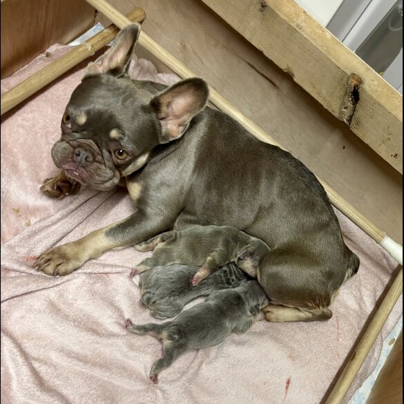 French Bulldog - Both