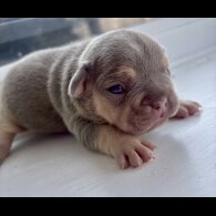 French Bulldog - Both