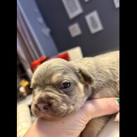 French Bulldog - Both